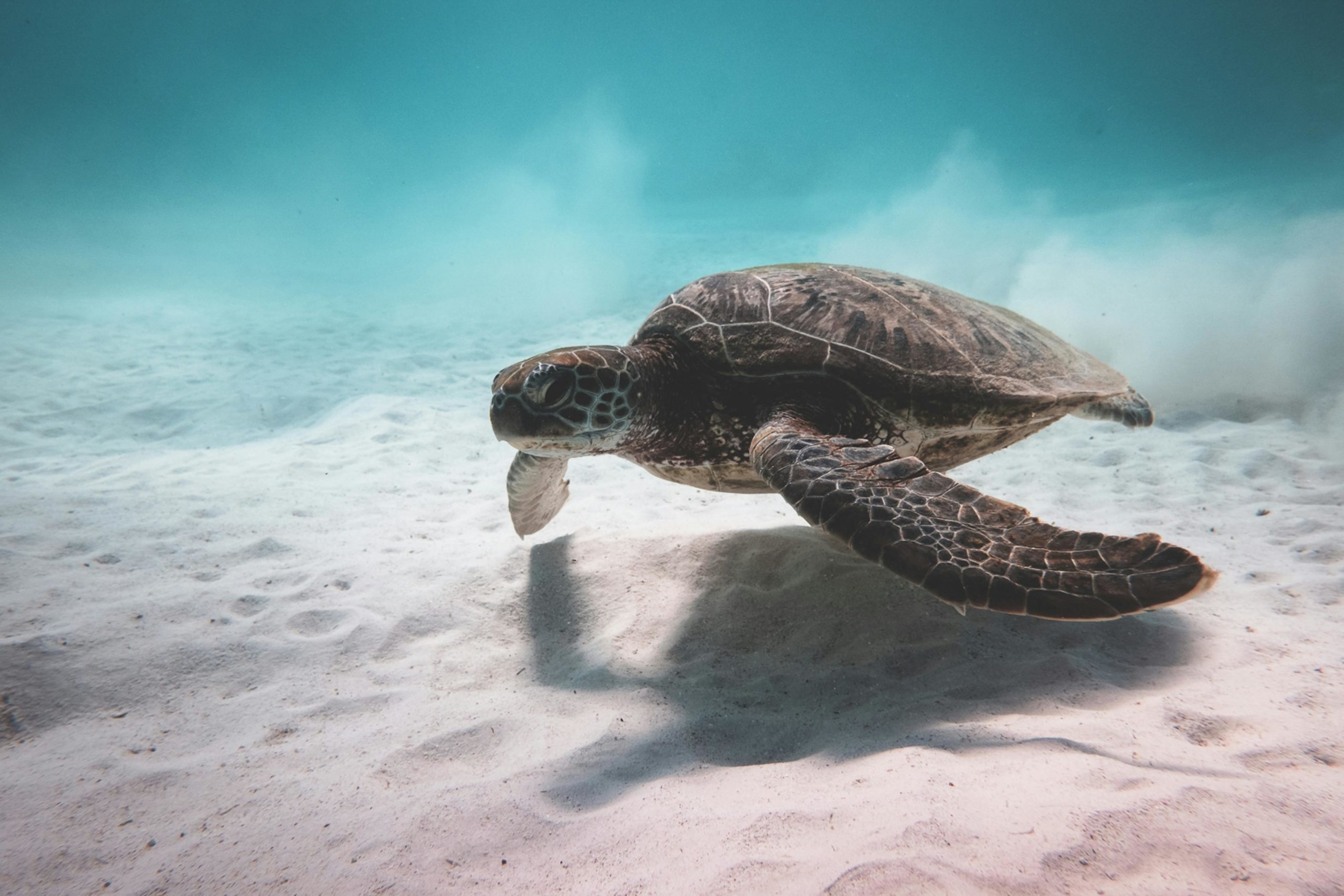 Schildkröte, Die Unter Wasser Nahe Meeresgrund Schwimmt