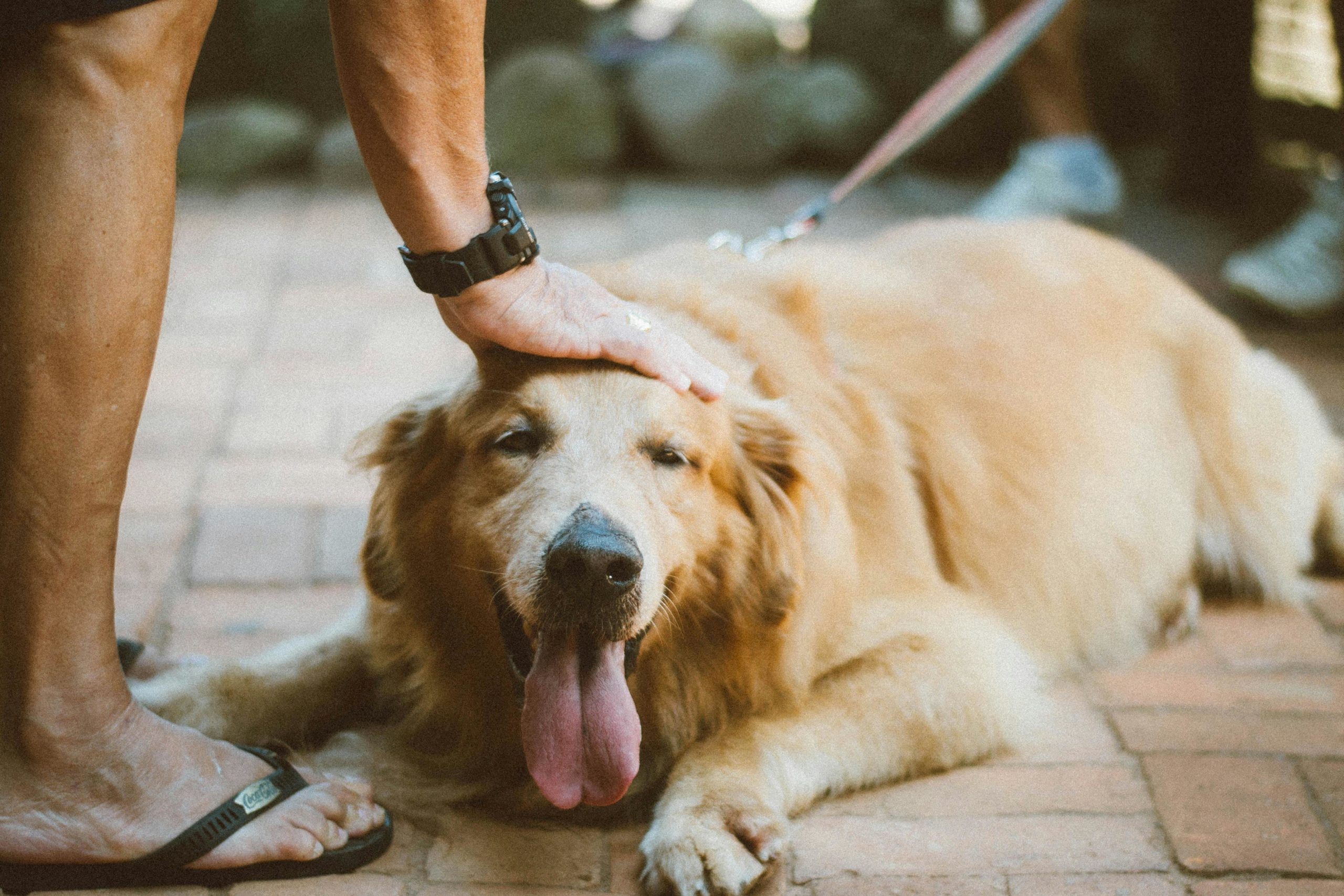 Person, Die Golden Retriever Berührt