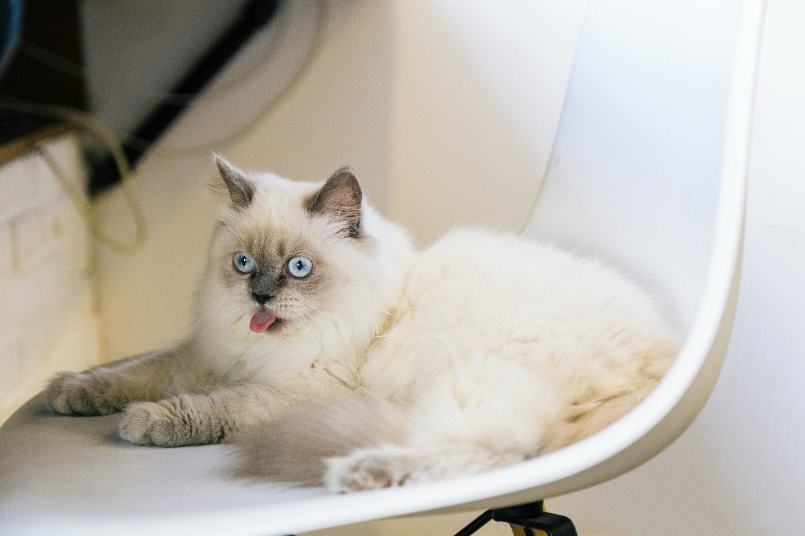 Ragdoll Katze Auf Einem Weißen Stuhl