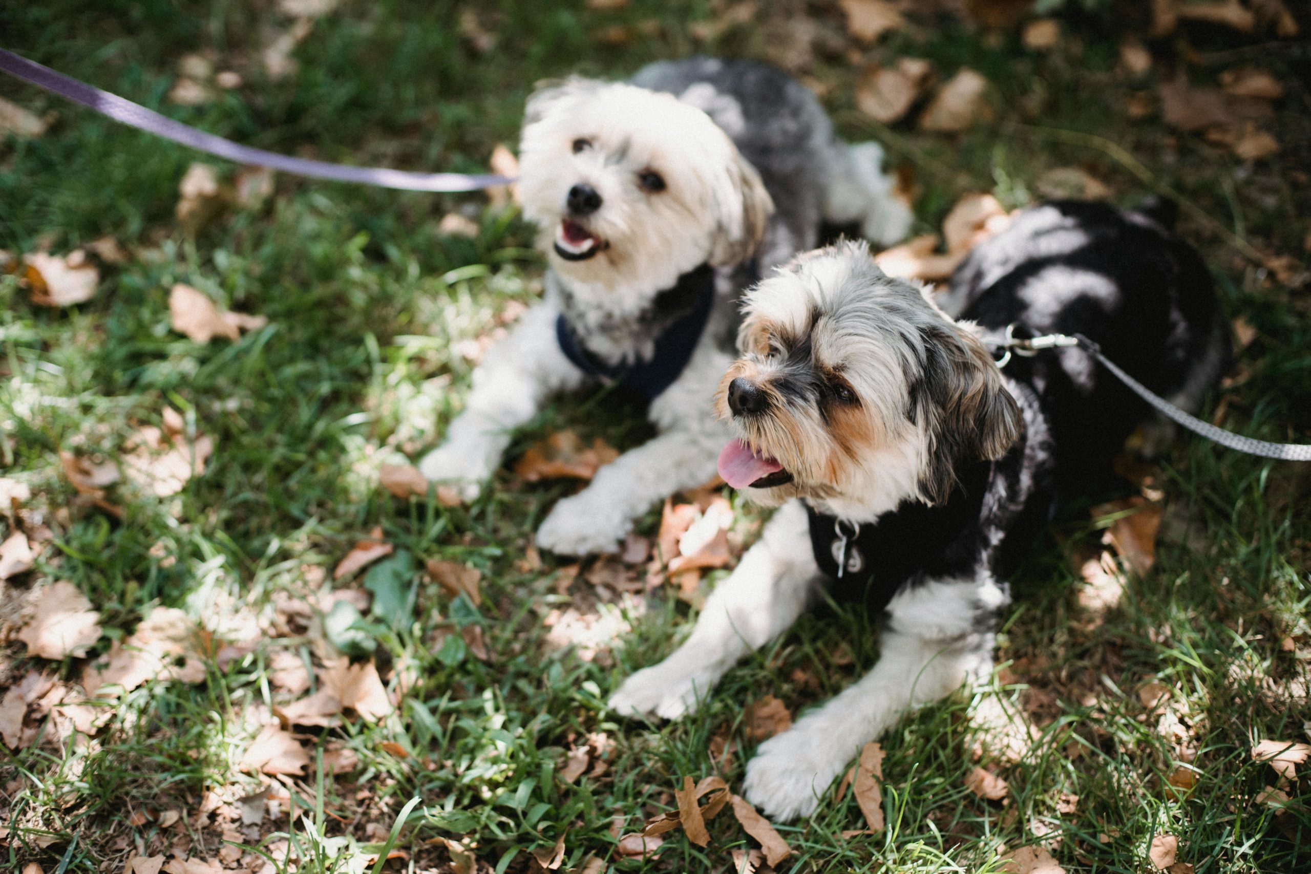 Kleine Hunde, Die Zusammen Auf Gras Liegen