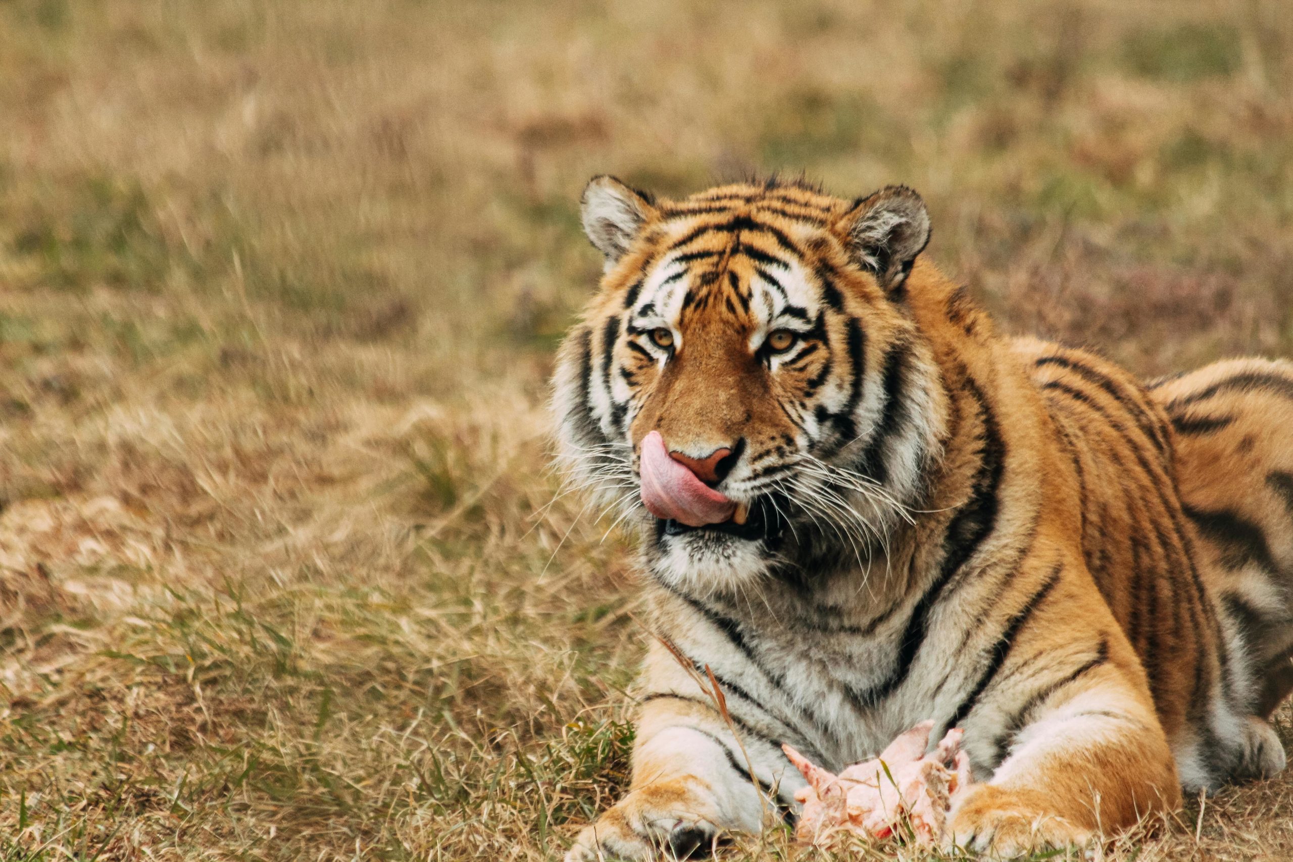 Tiger Leckt Schnauze, Während Auf Gras Im Zoo Ruht