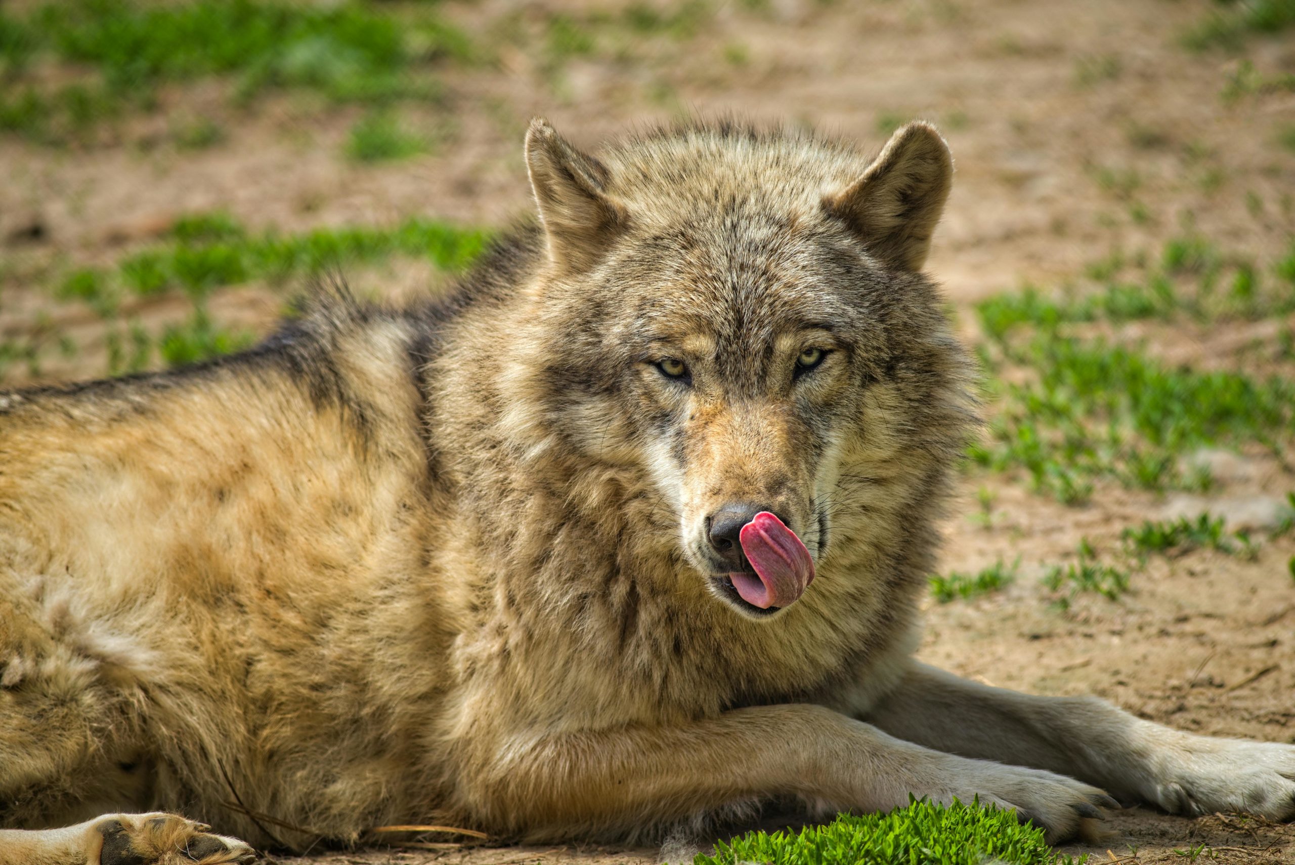Beige Und Grauer Wolf Auf Dem Grünen Gras