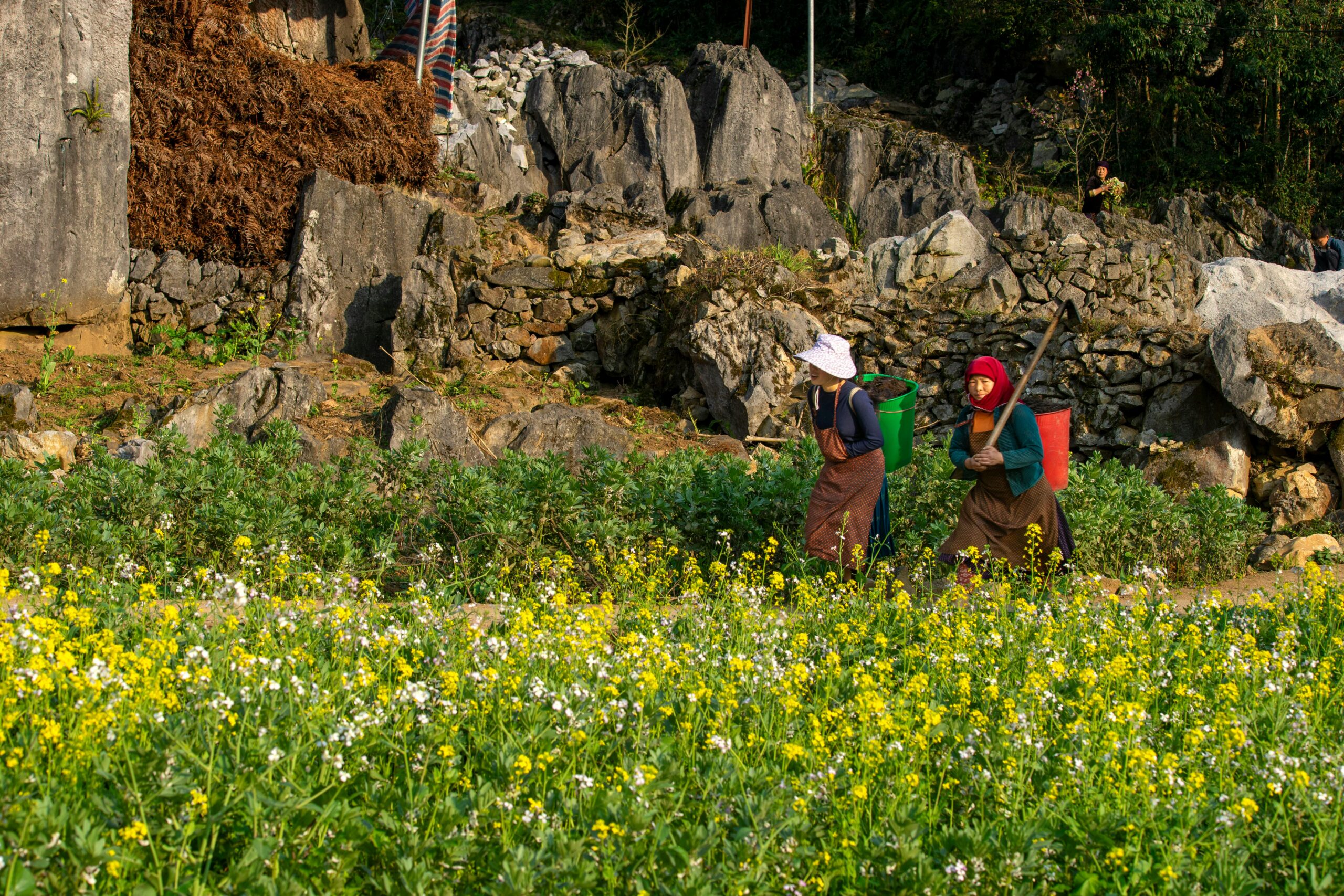 Zwei Bauern bewirtschaften ein Feld in Ha Giang und zeigen das traditionelle Landleben inmitten der Natur.